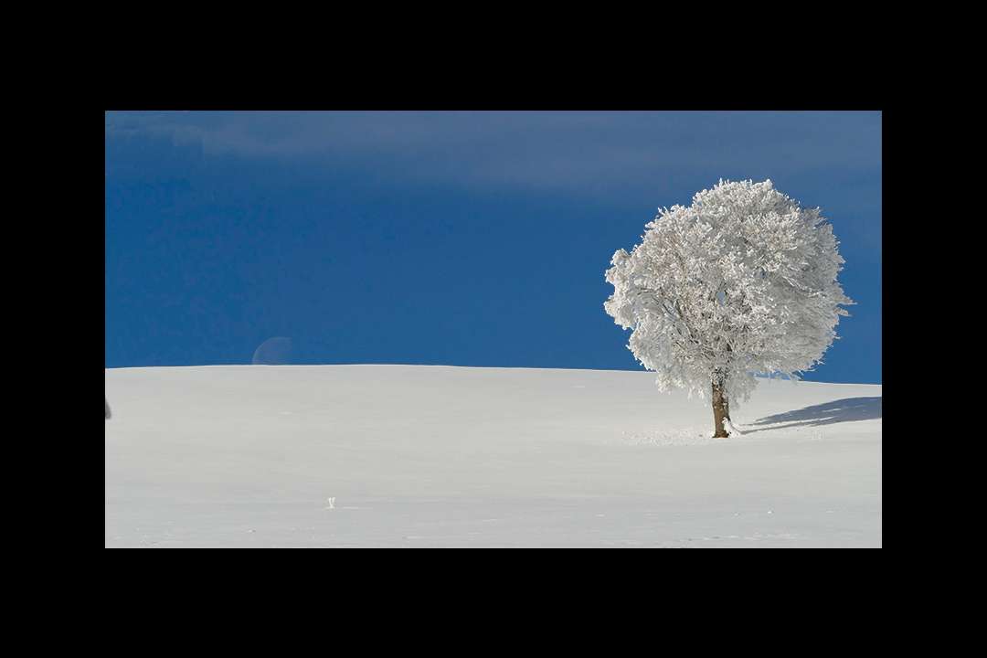 Trees Trees